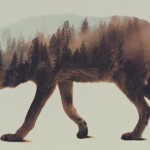 andreas-lie-illustration-animals-01