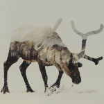 andreas-lie-illustration-animals-04