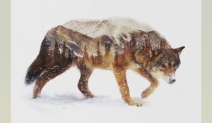 andreas-lie-illustration-animals-08