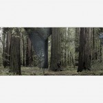 Redwood Grove panorama in Humboldt Redwoods State Park, near Weott, Humboldt County, California