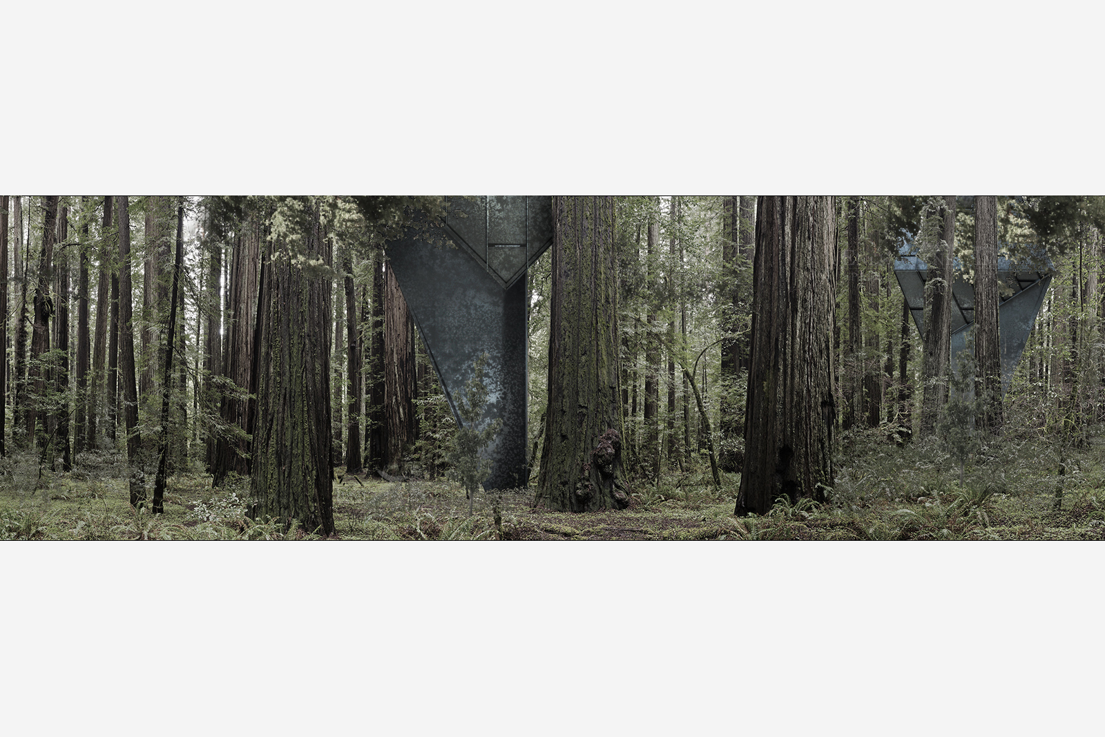 Redwood Grove panorama in Humboldt Redwoods State Park, near Weott, Humboldt County, California