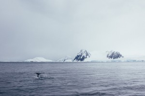 Poler Stuff Adventure #114 Antartica
