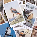 Adventure Supply Co. Vintage Birds Postcards