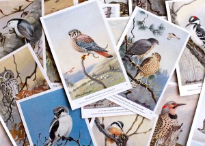 Adventure Supply Co. Vintage Birds Postcards