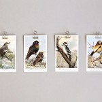 Adventure Supply Co. Vintage Birds Postcards