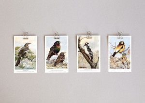 Adventure Supply Co. Vintage Birds Postcards