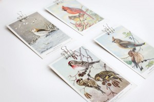 Adventure Supply Co. Vintage Birds Postcards