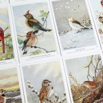 Adventure Supply Co. Vintage Birds Postcards