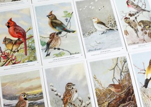 Adventure Supply Co. Vintage Birds Postcards