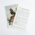 Adventure Supply Co. Vintage Birds Postcards