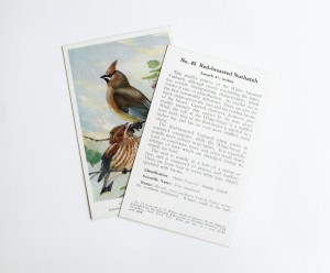 Adventure Supply Co. Vintage Birds Postcards